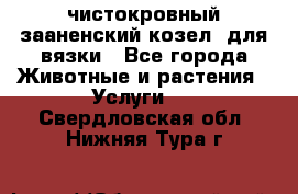 чистокровный зааненский козел  для вязки - Все города Животные и растения » Услуги   . Свердловская обл.,Нижняя Тура г.